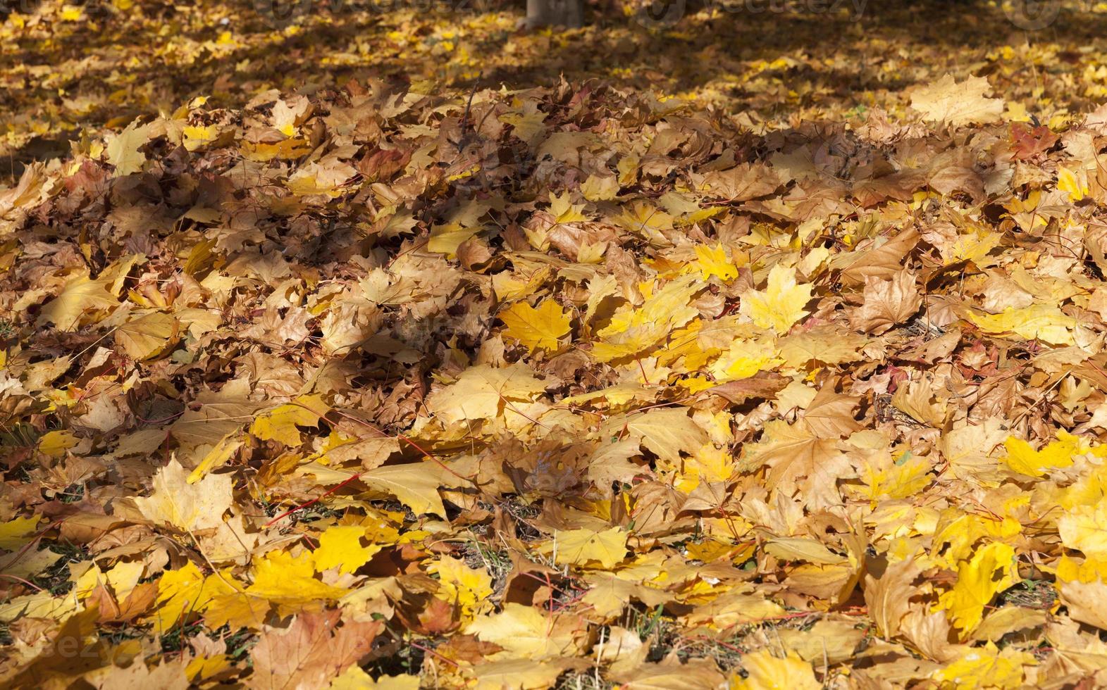 Fall foliage wilderness closeup photo