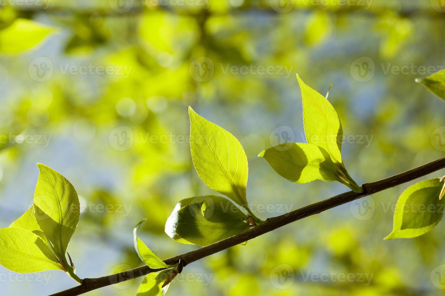 linden leaves, spring photo