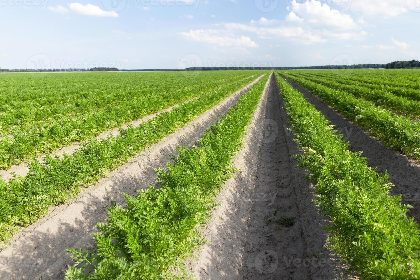 green leaves of carrots 9488825 Stock Photo at Vecteezy