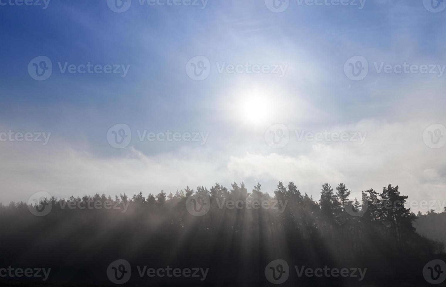 Trees in the fog photo