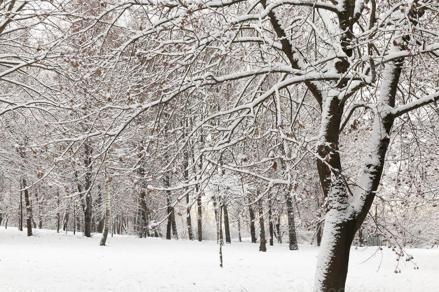 Snowdrifts in winter photo