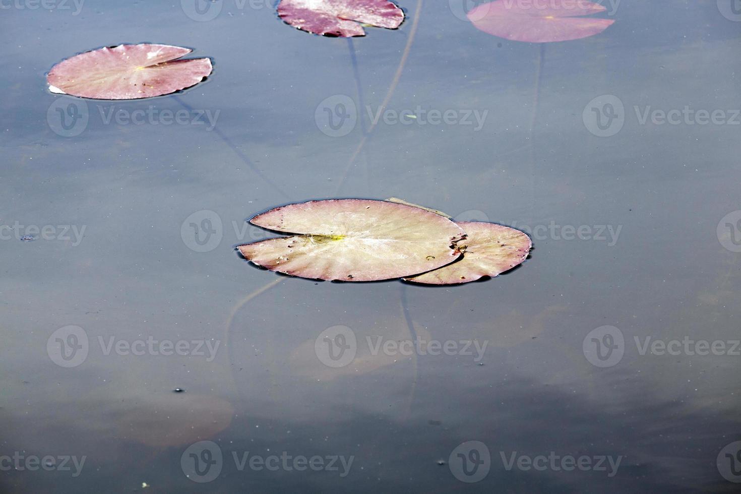 agua en el lago foto