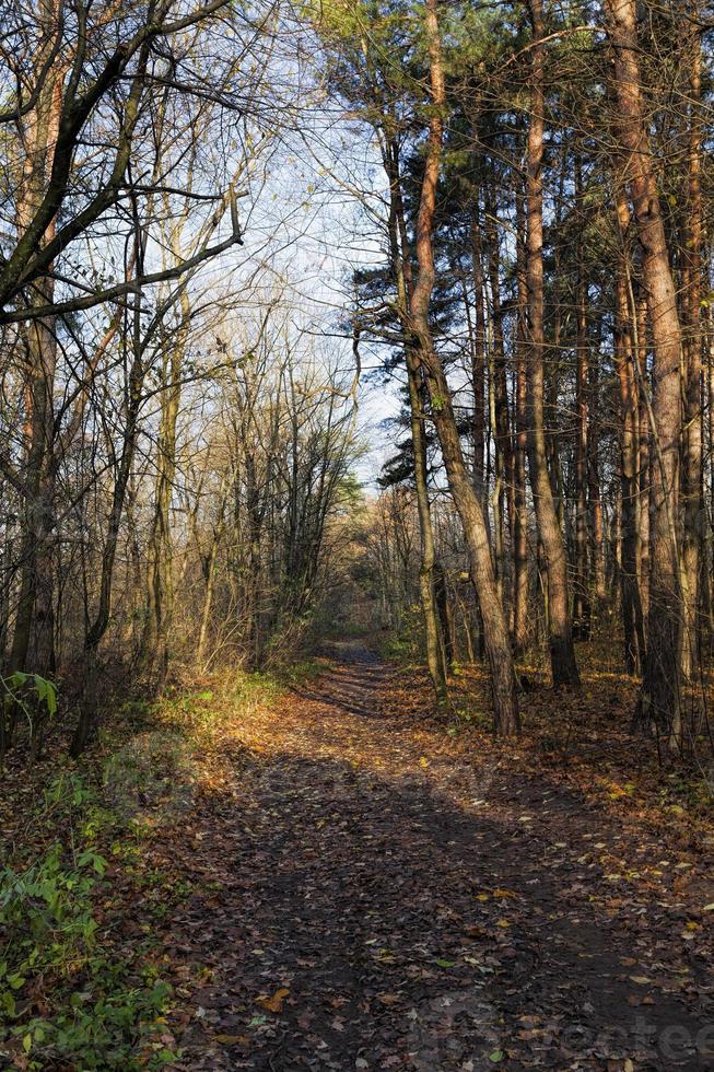 deciduous trees in the autumn season photo