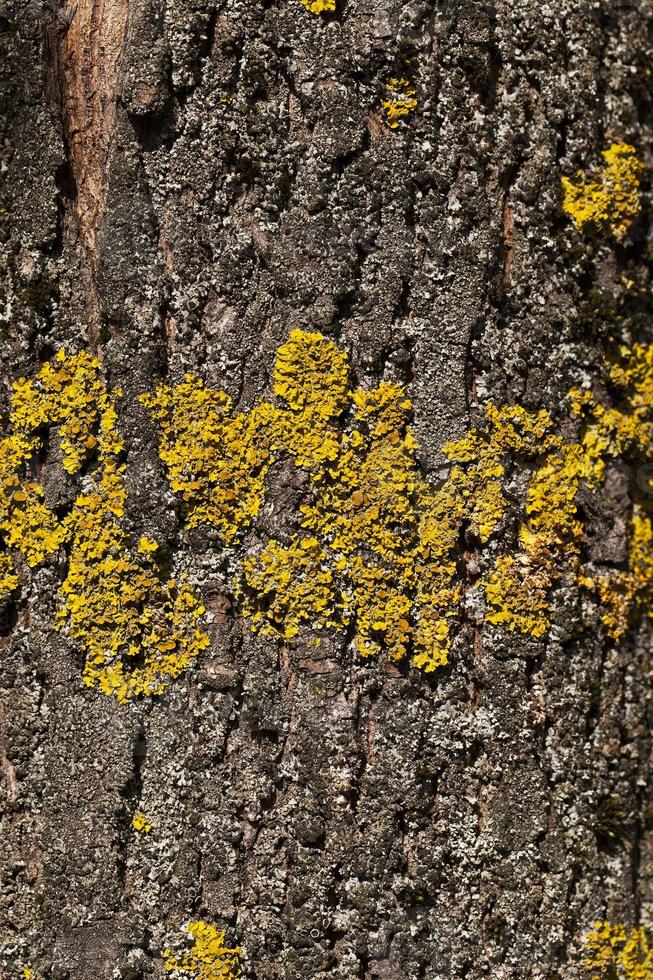 lichen on tree photo