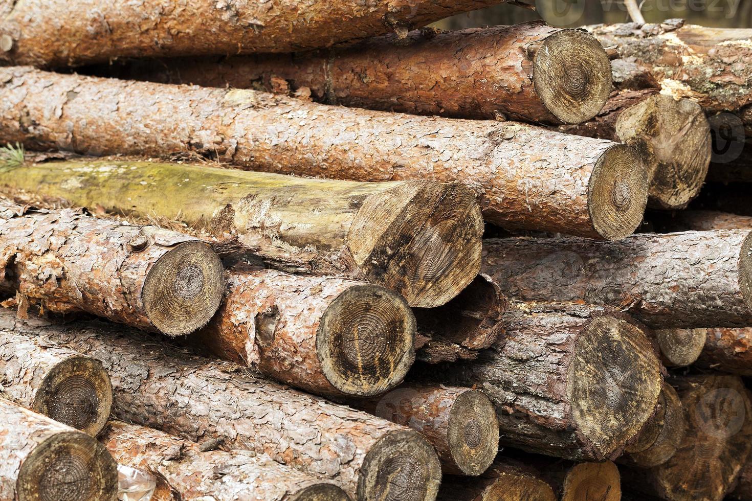 timber. forest. Spring photo