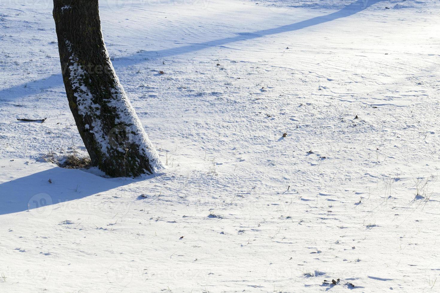 Winter time of the year, photo