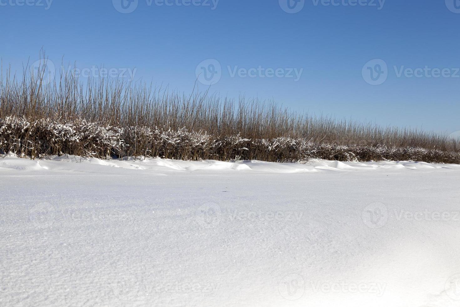 Snow drifts in winter photo