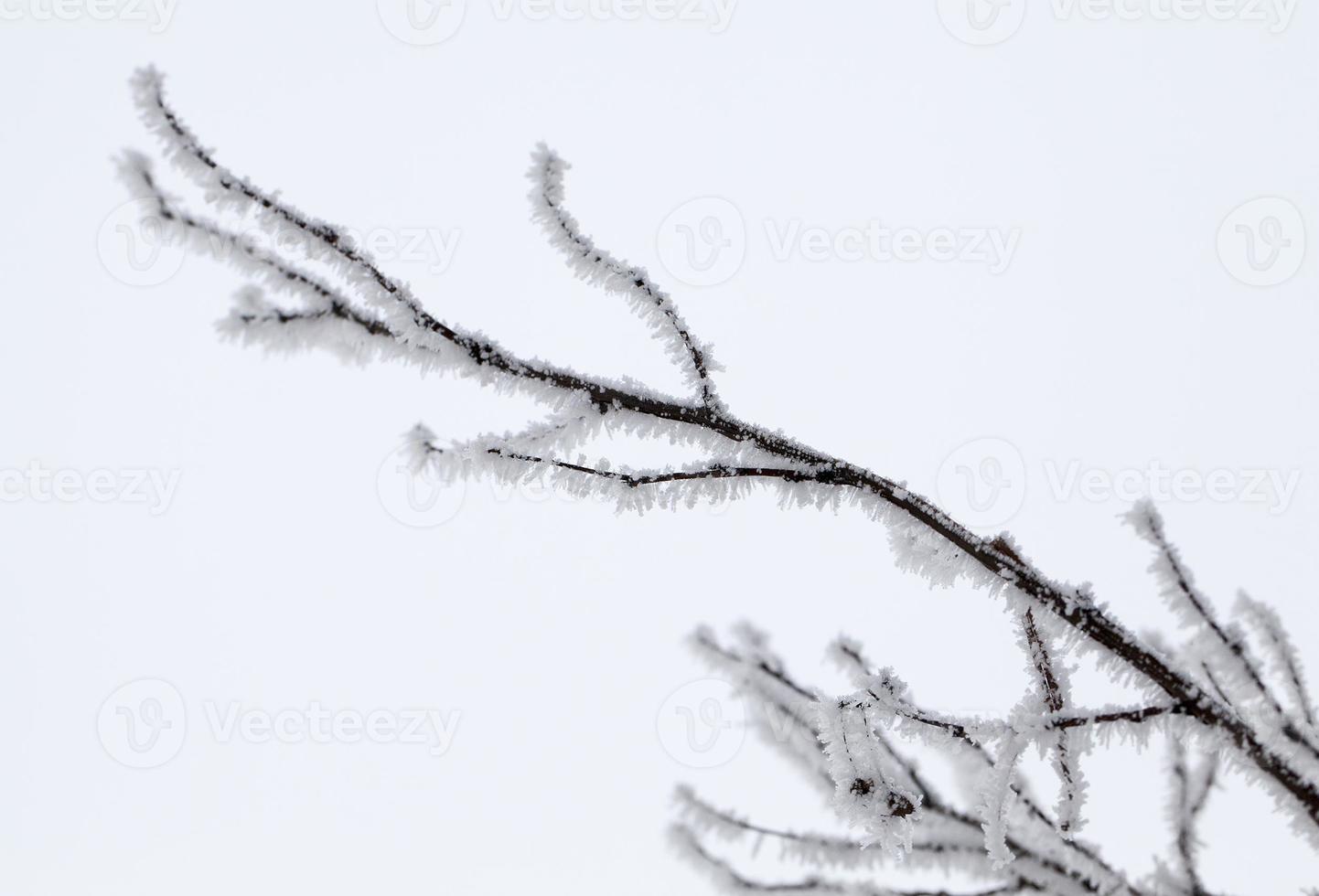 Winter time of the year photo
