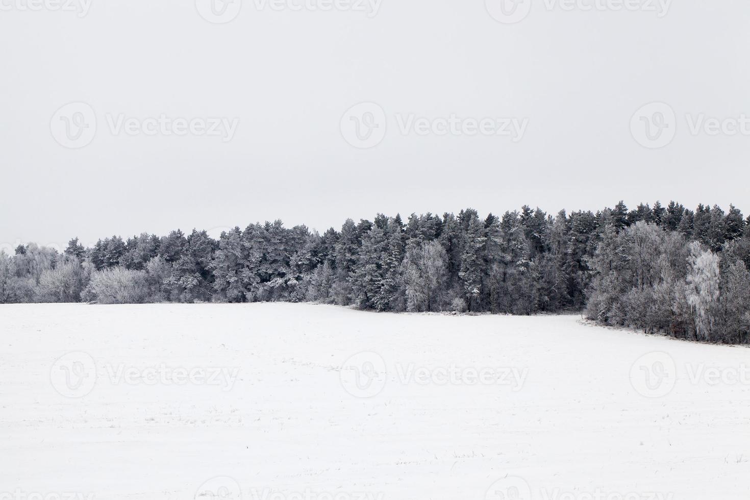 Winter landscape with forest photo