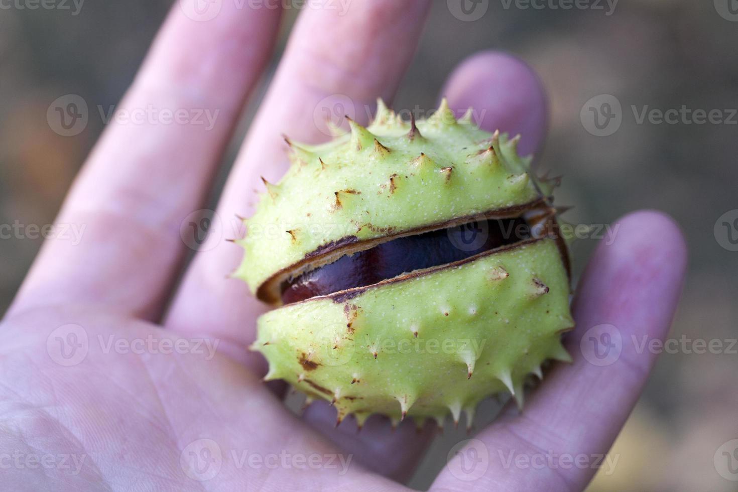 Chestnut nut, close up photo