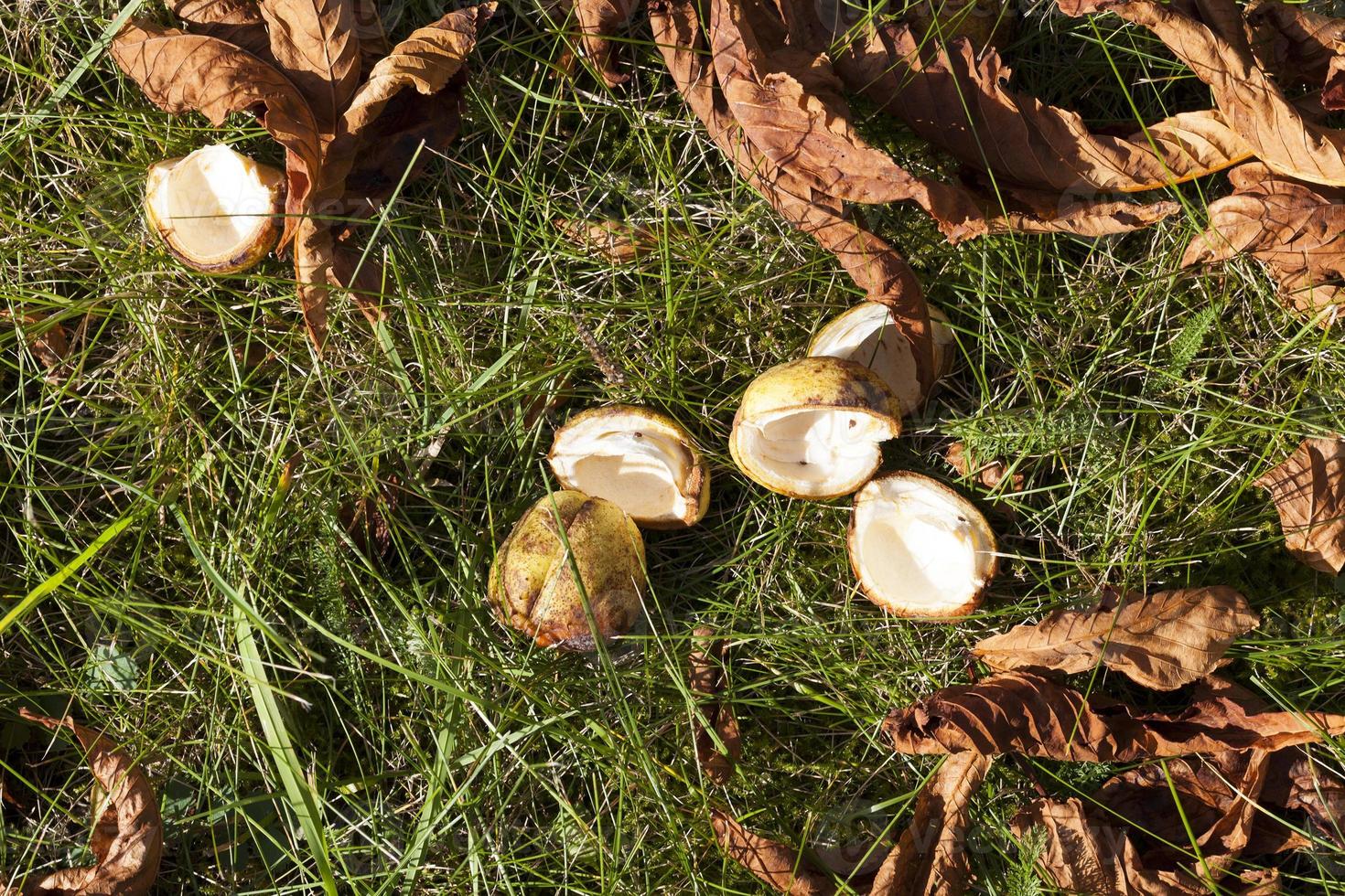 Leaves on the grass photo