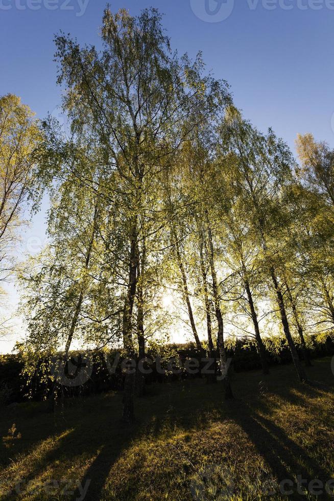 trees in spring photo