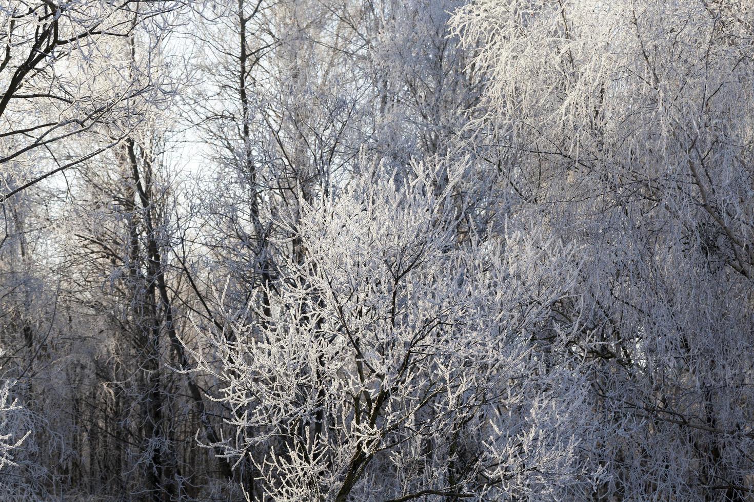 tiempo de invierno del año foto