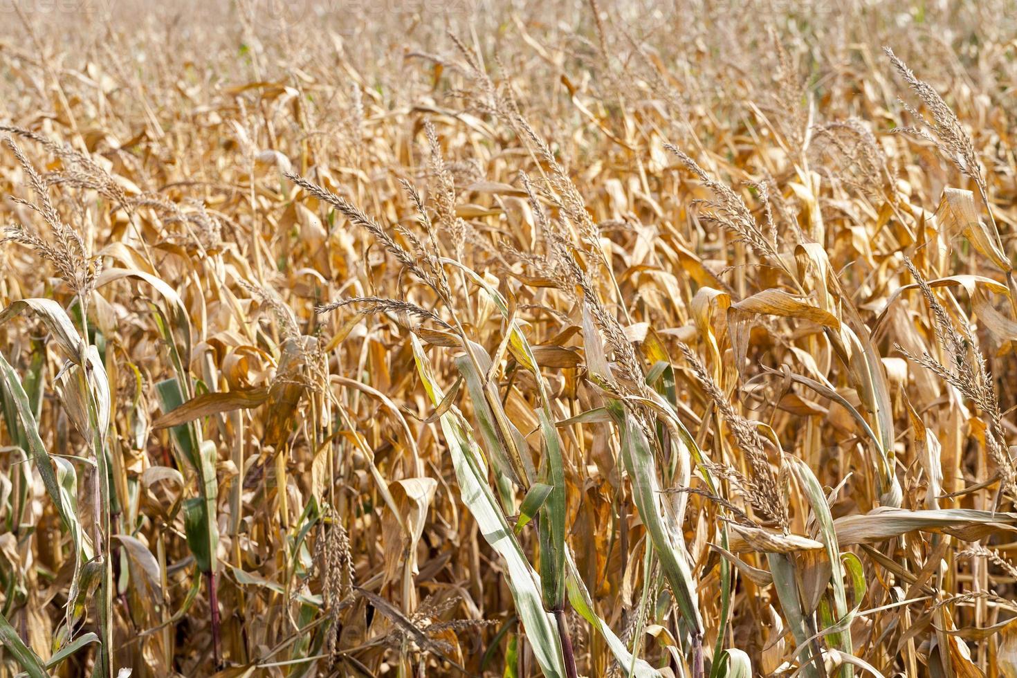 agricultural field with corn photo