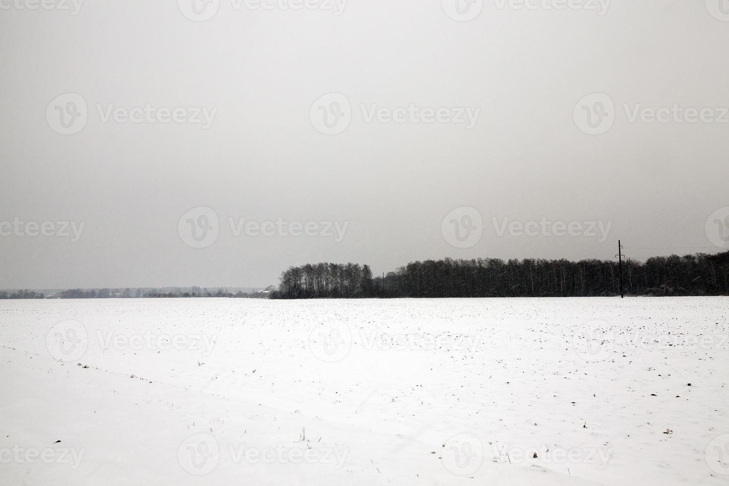 Winter landscape, snowfall photo
