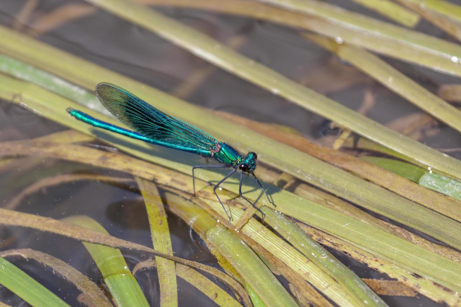 Damselfly resting on reeds in the River Rother photo