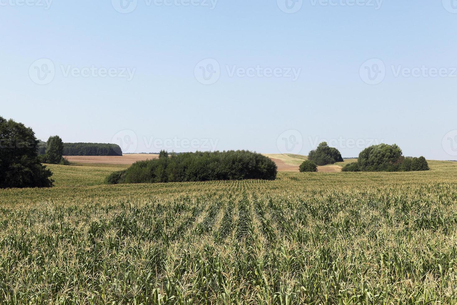 Corn field, forest photo