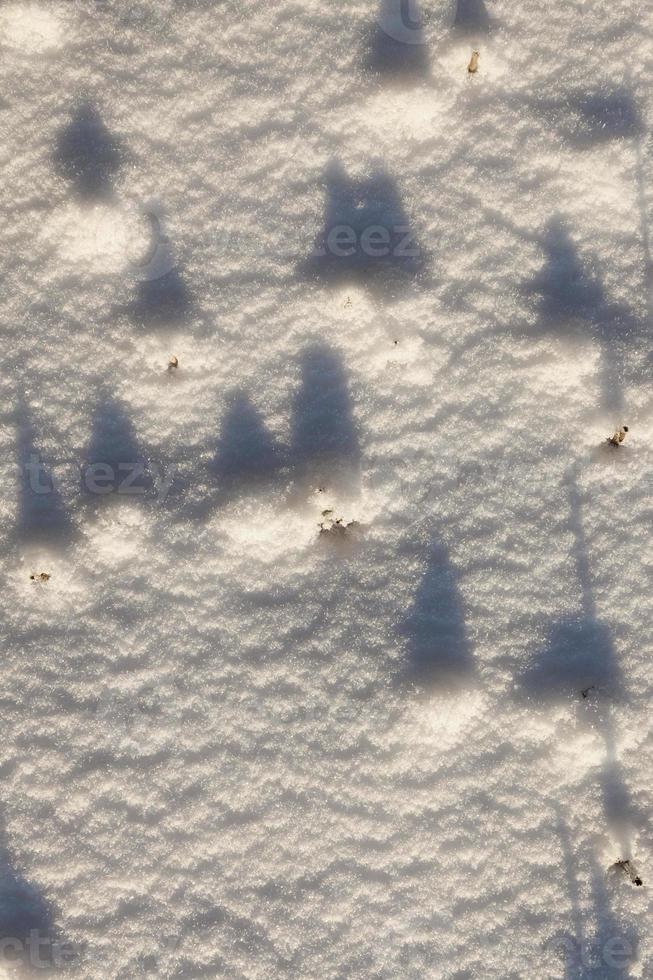 Field in the snow photo