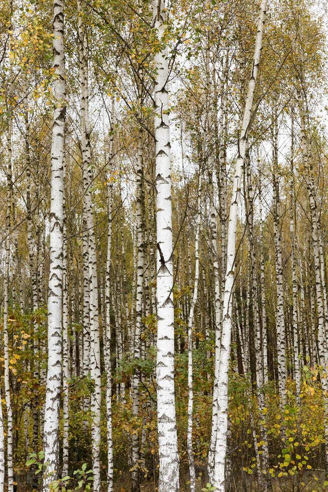 birch trees, autumn photo