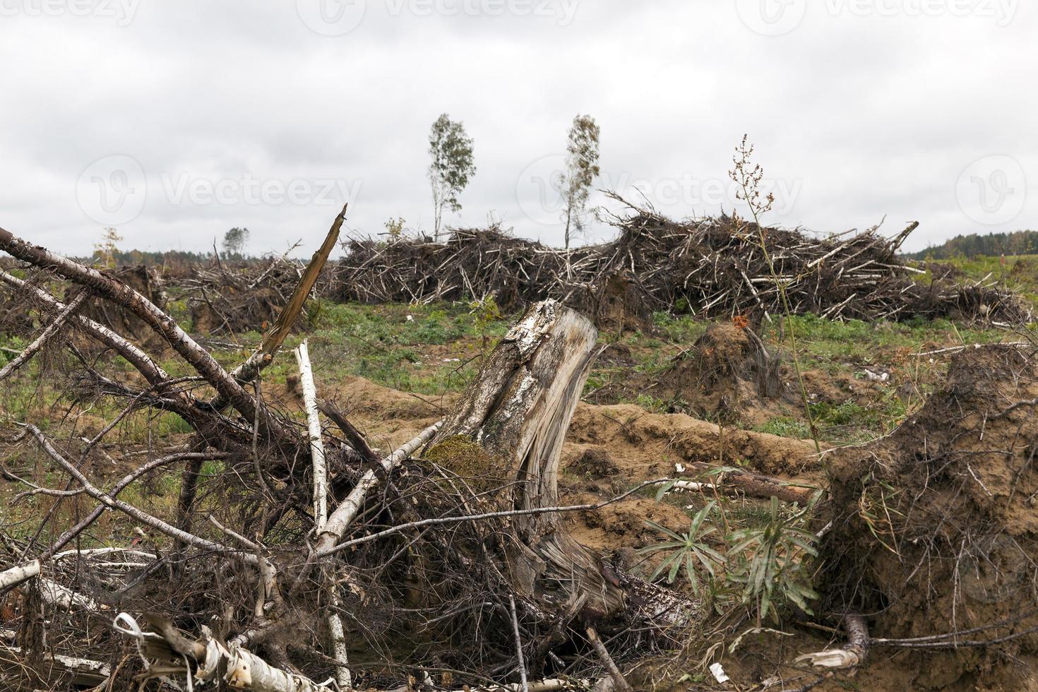 trees after the hurricane photo