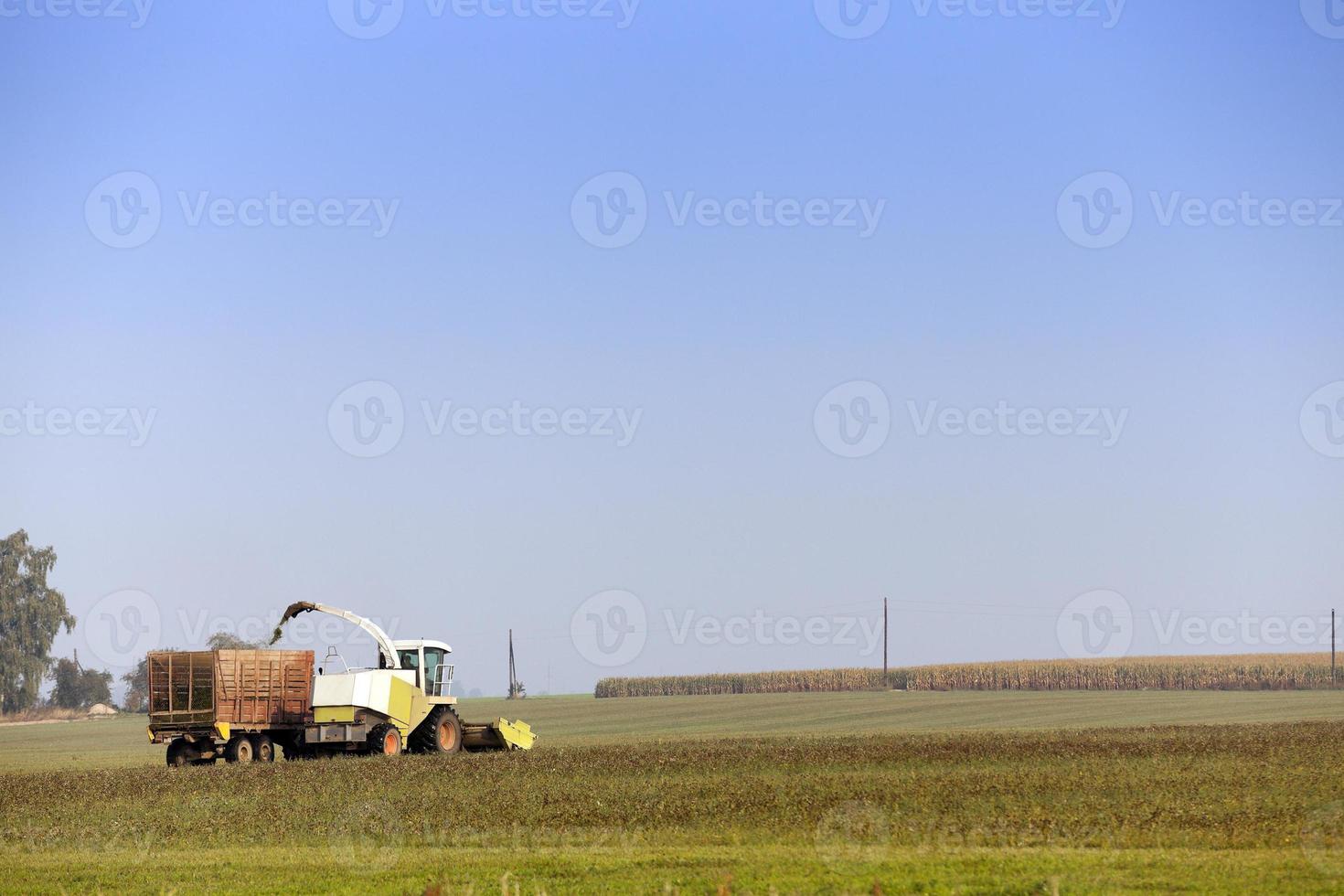 Harvesting the corn field photo
