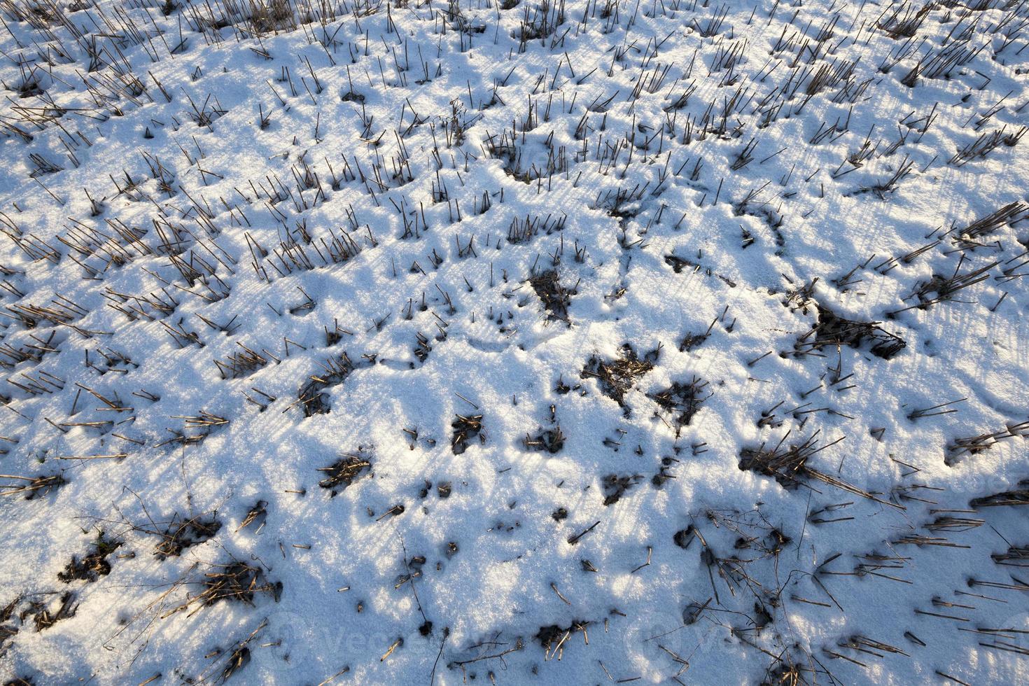Snow drifts in winter photo