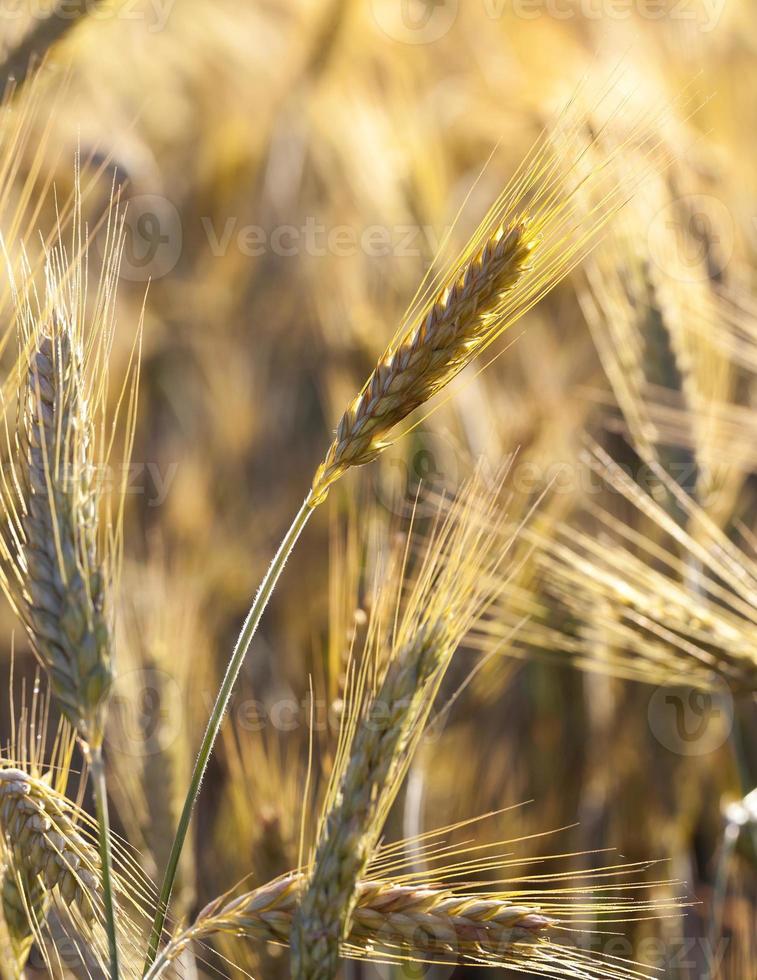 Ears of ripe wheat photo