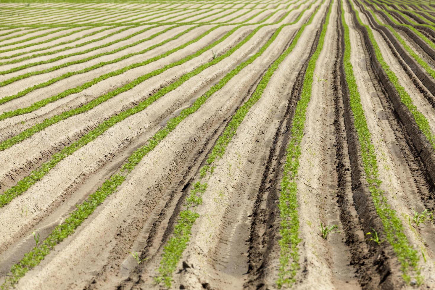 obtaining a harvest of high quality products carrots photo