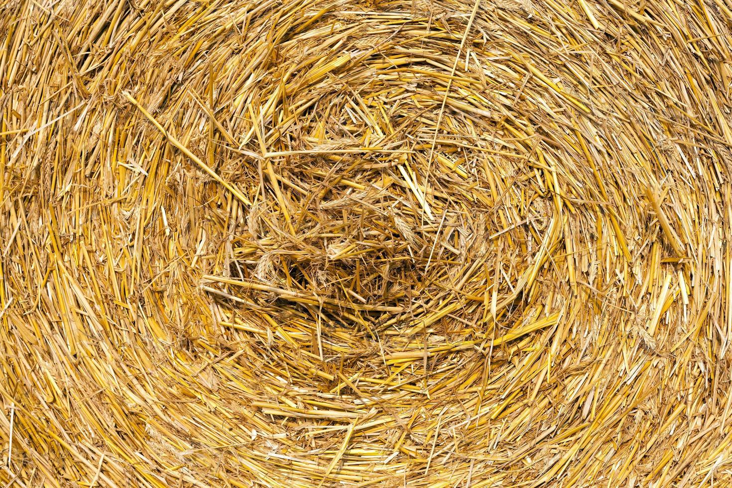 dry straw closeup photo