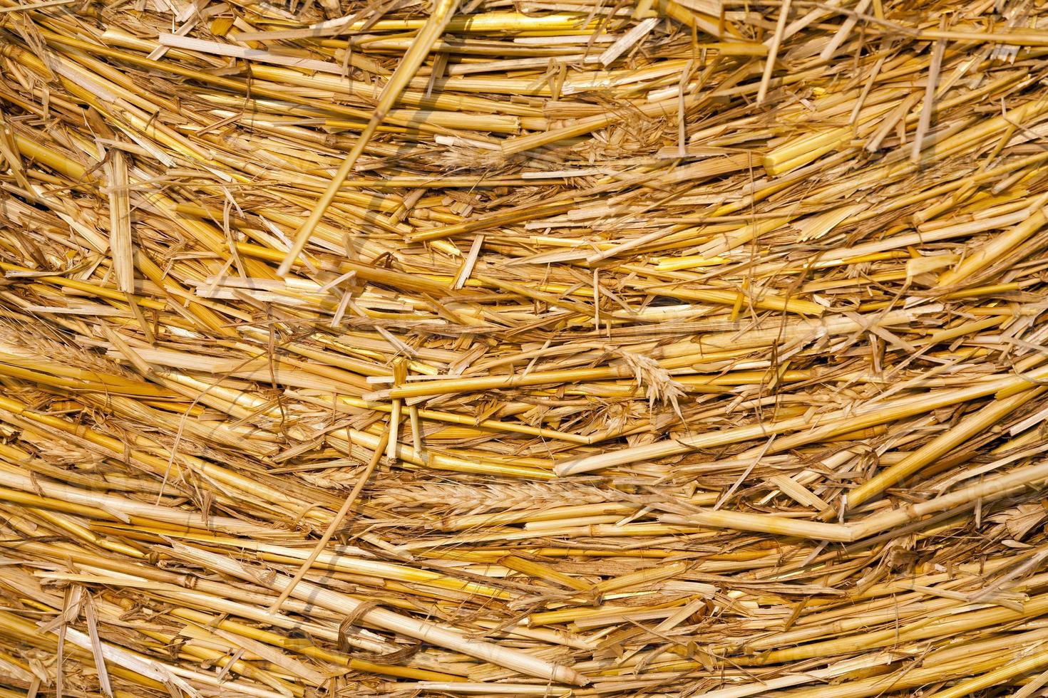 Pile of dry straw photo