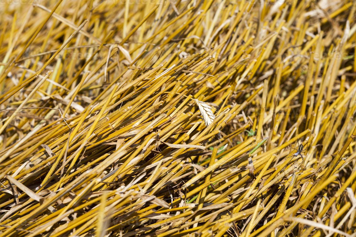 Beveled stalks of wheat closeup photo