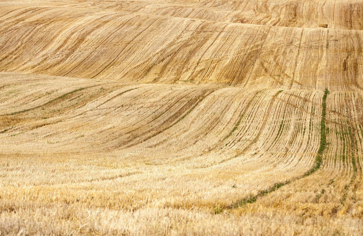 harvest on sunny day photo