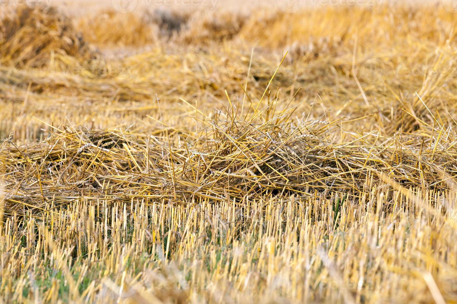 straw soil crop photo