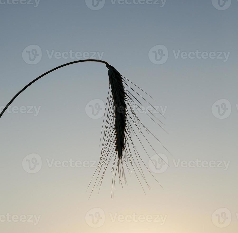 Wheat ears, close up photo