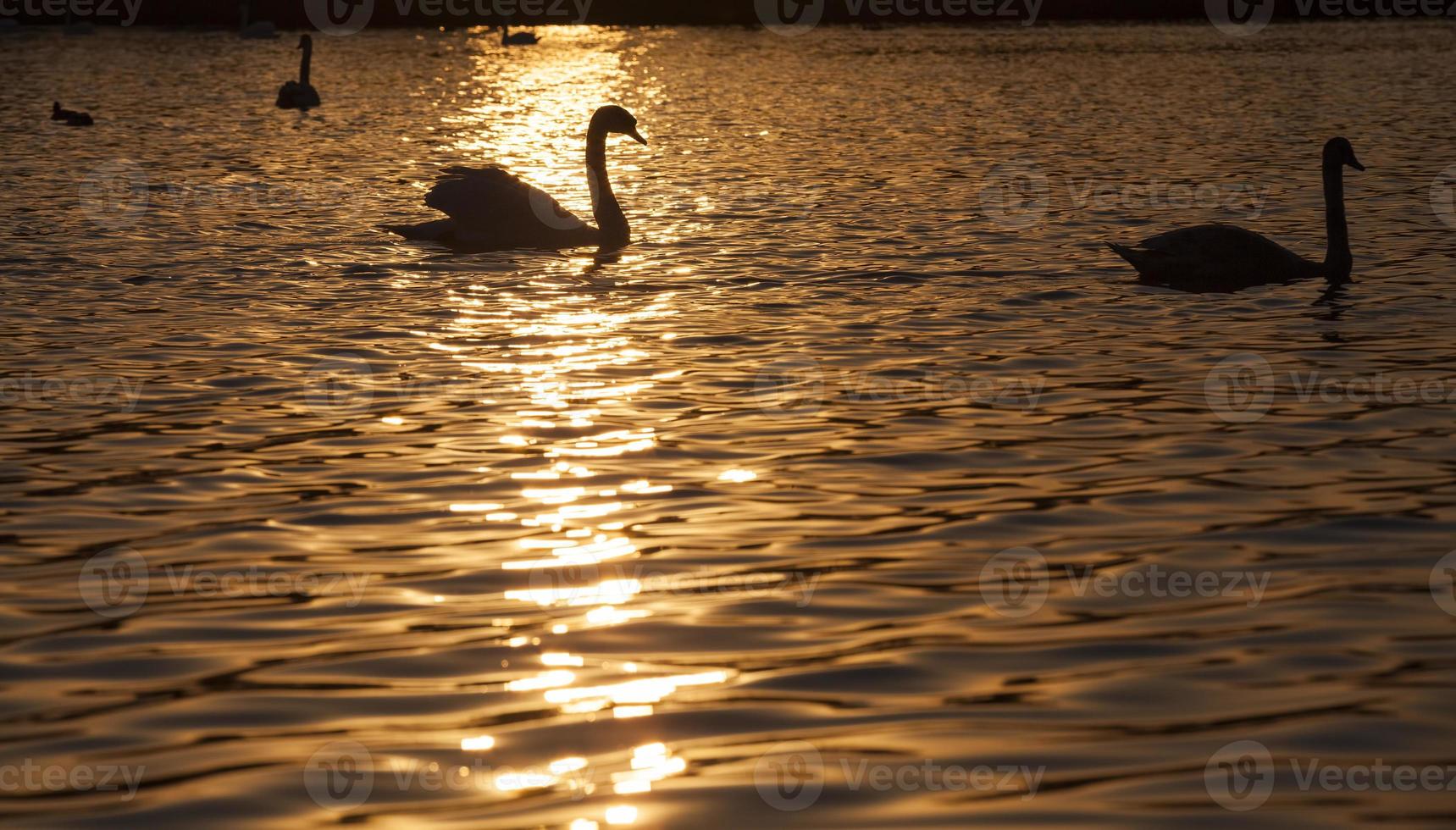 springtime on the lake with the Swan family photo