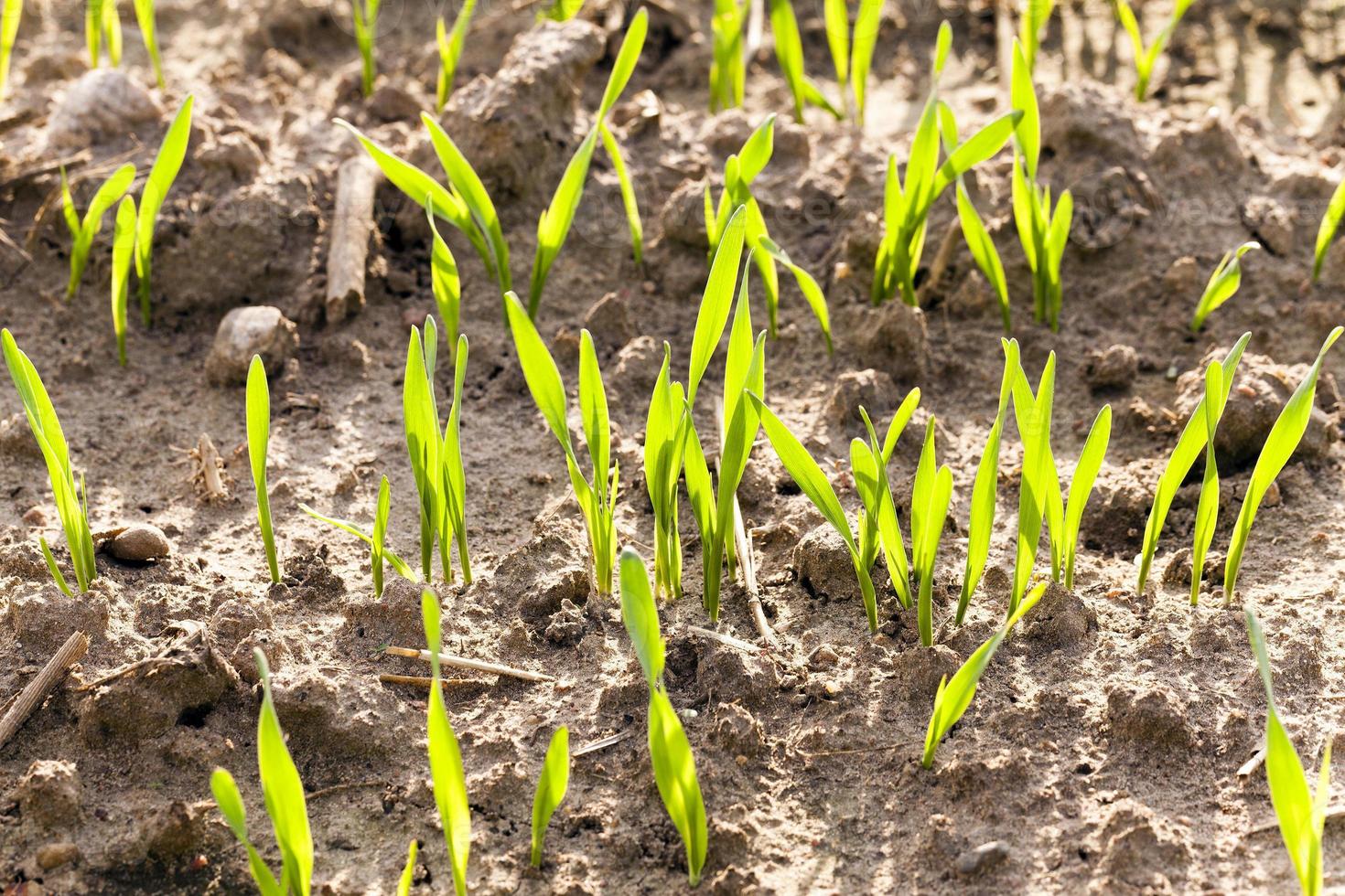green cereals , close-up photo