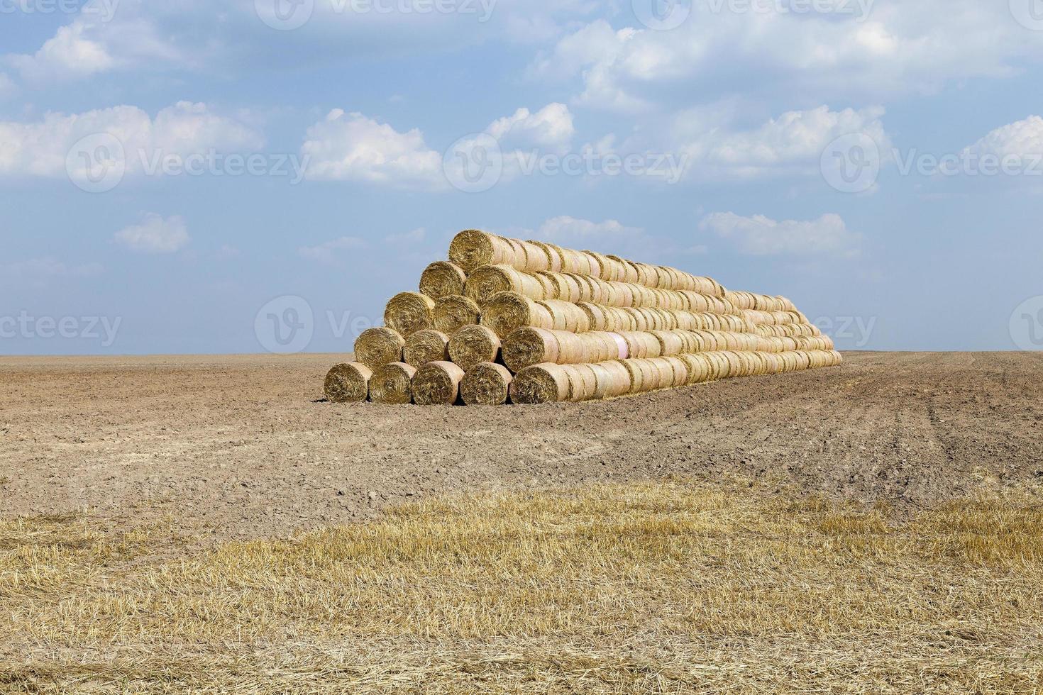 cereal harvest, summer photo