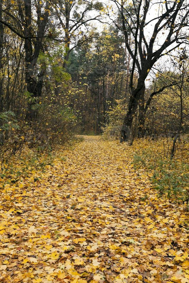 bosque de la temporada de otoño foto