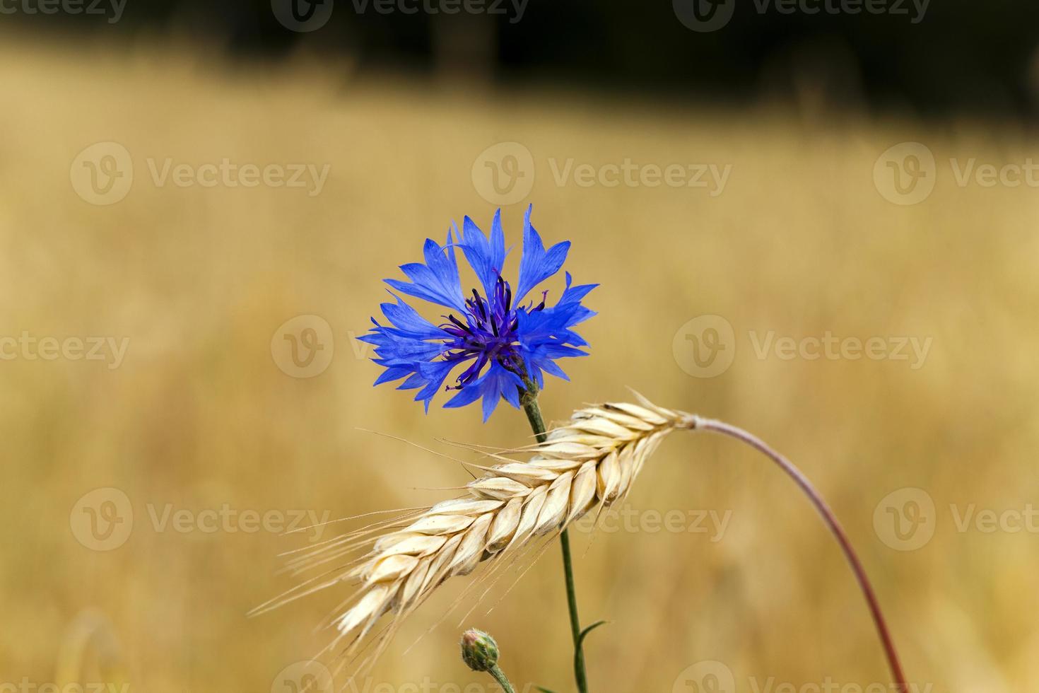 cornflowers on the field photo