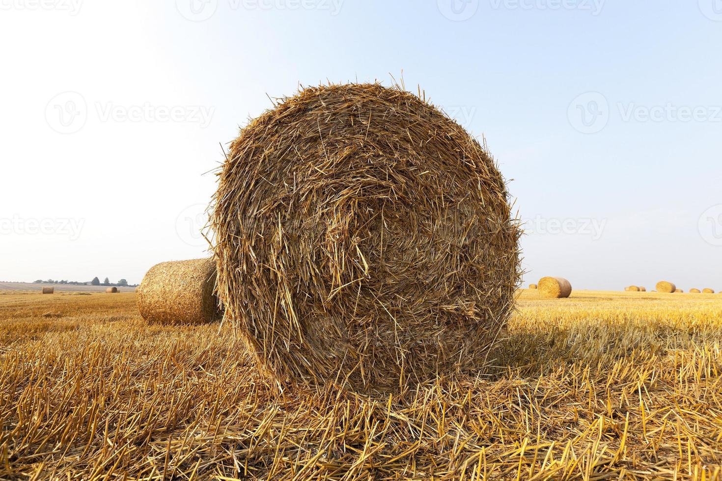 haystacks in a field of straw photo