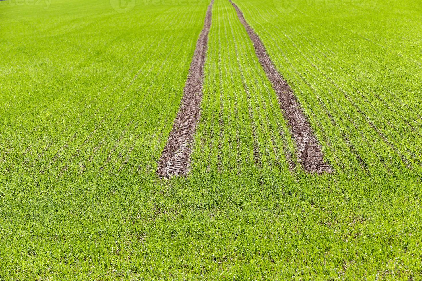 road in a field photo