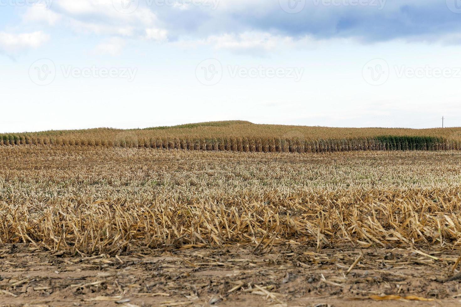 agricultural field, cereals photo