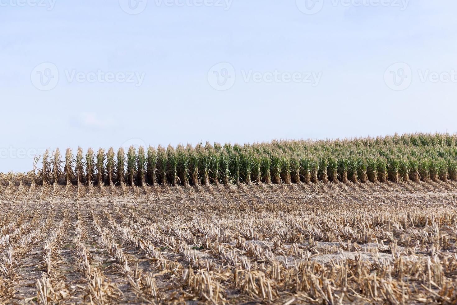 Agricultural field, cereal photo