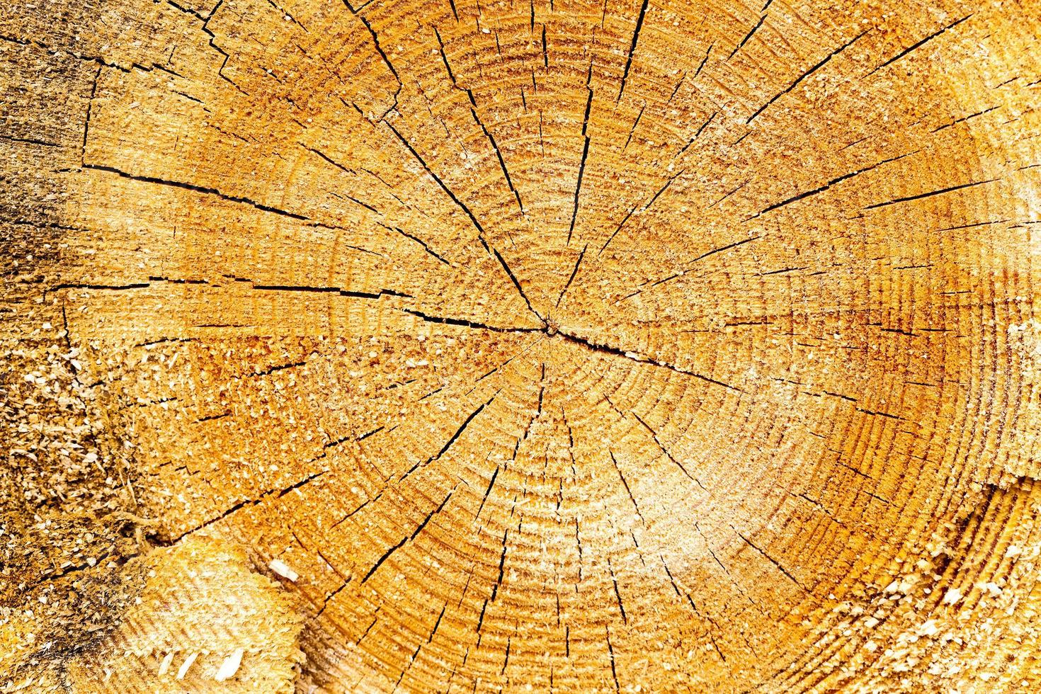 cut tree close-up photo