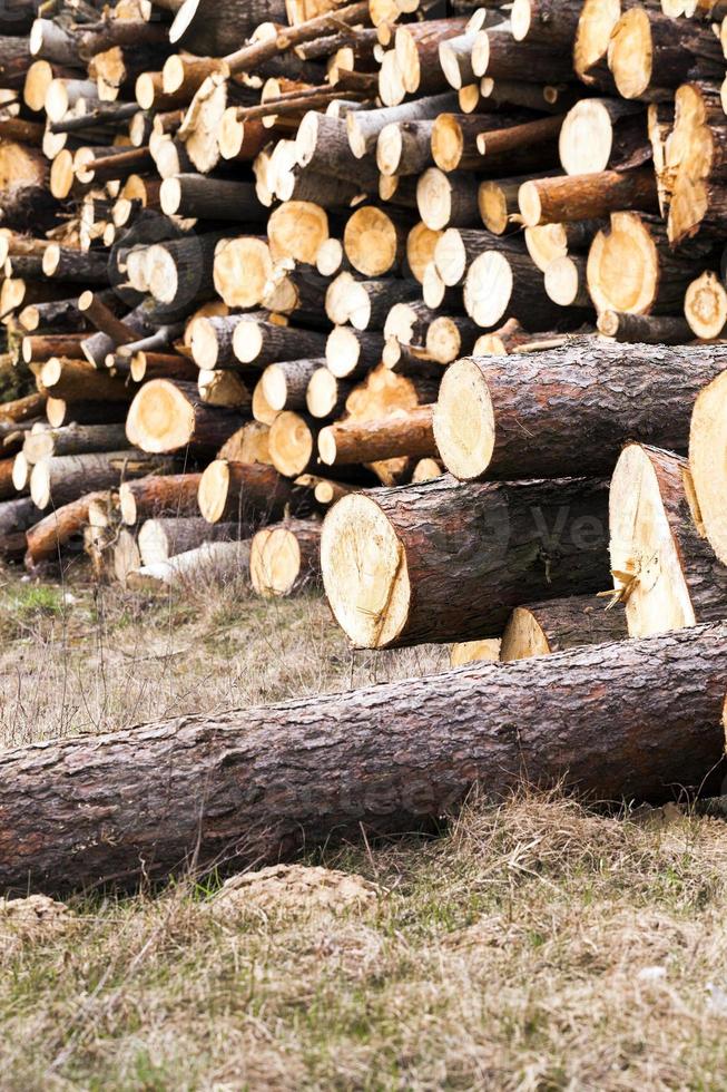 logging, conifer tree photo