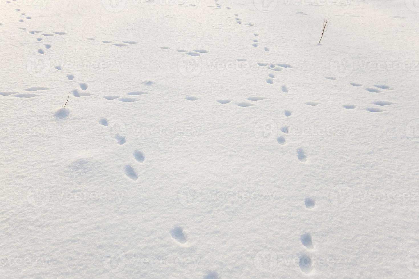 snow covered field photo