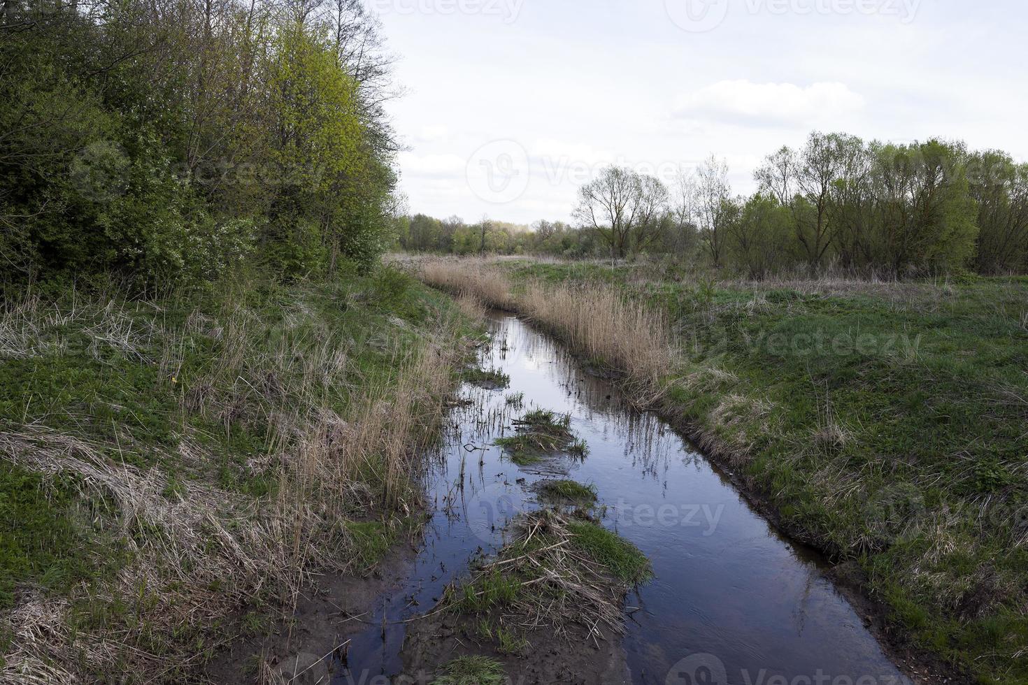 small swamp, lake photo