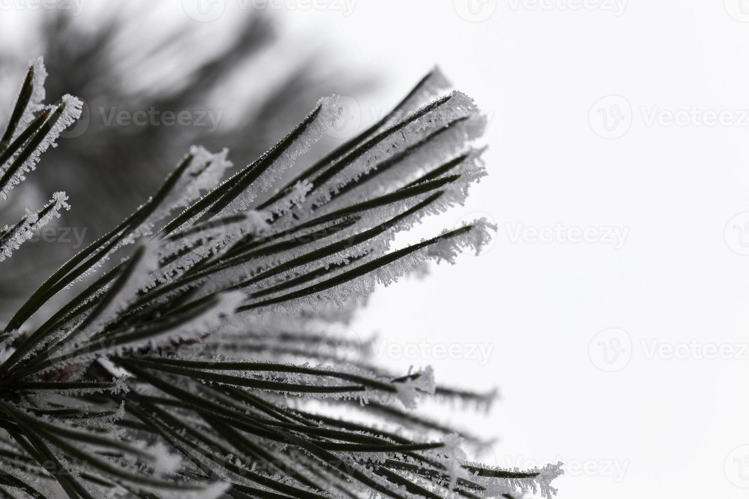 Trees in the frost photo