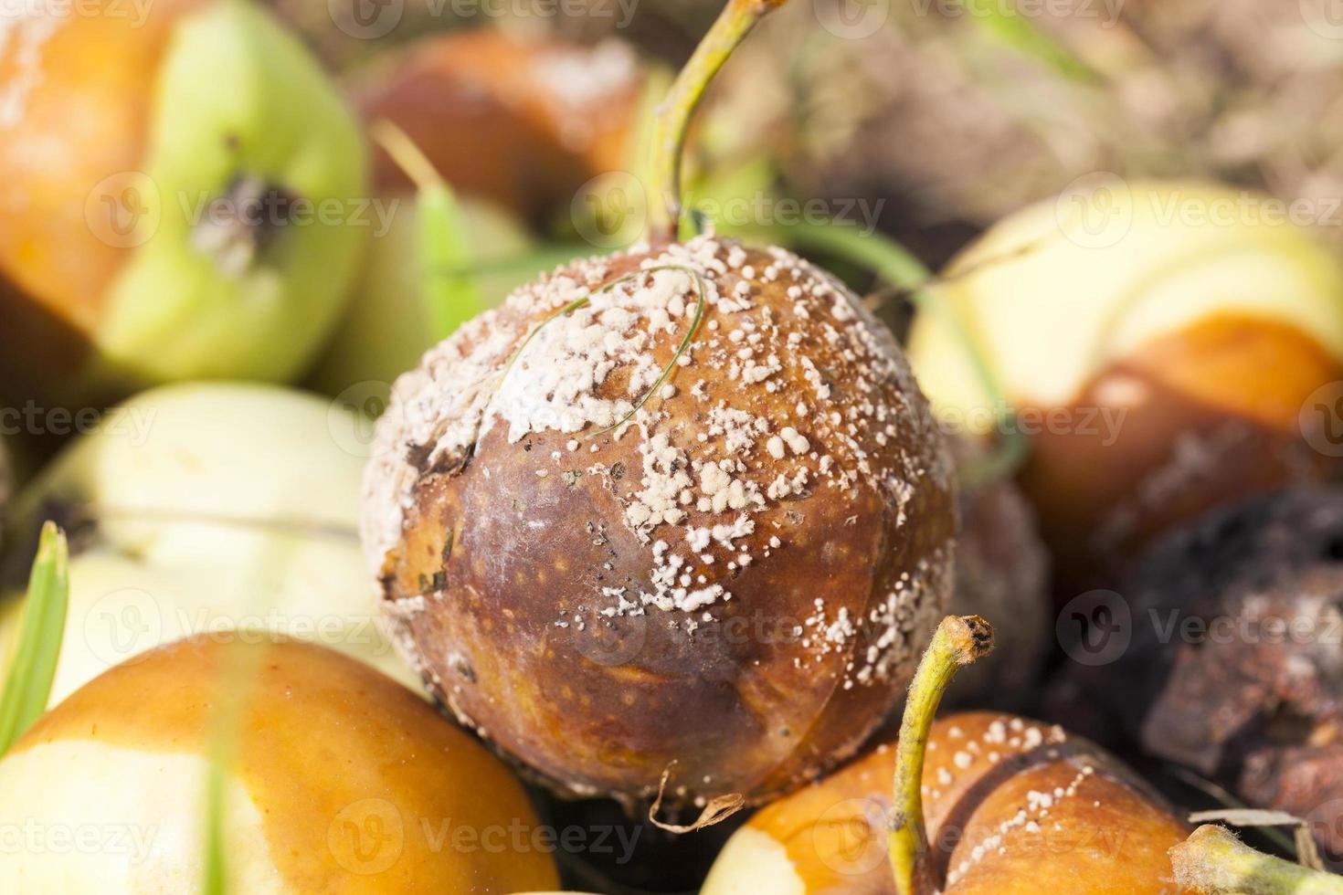 spoiled apples, close-up photo