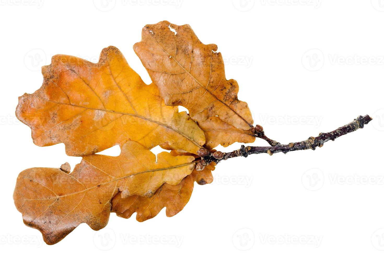 Yellow oak leaf photo